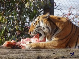Tiergarten Schönbrunn am 20.10.2025